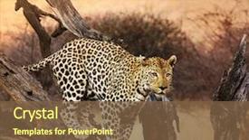  Presentation with africa - Cool new theme with africa - leopard closeup backdrop and a tawny brown colored foreground
