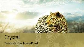  Presentation with africa - Cool new presentation with africa - leopard backdrop and a yellow colored foreground