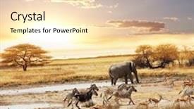  Presentation with africa safari - Audience pleasing slides consisting of africa - safari backdrop and a lemonade colored foreground