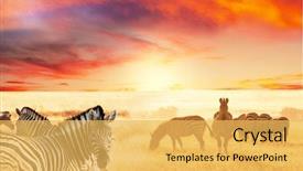  Presentation with africa - Beautiful PPT theme featuring africa - zebras at sunset backdrop and a yellow colored foreground