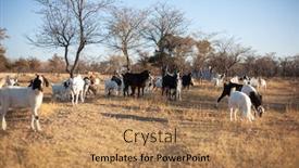  Presentation with goat farm - Presentation theme featuring africa botswana goat farm small agricultural holding dry grass and trees background and a coral colored foreground