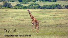  Presentation with africa tourism - Slide deck with africa-giraffe-with-small-horns background and a mint green colored foreground