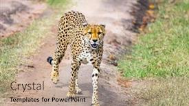  Presentation with predators - Audience pleasing slide deck consisting of africa kenya cheetah safari - tour to the famous kenyan reserve masai mara african savanna at equator predators in their natural habitat the concept of active ecological and phototourism backdrop and a coral colored foreground