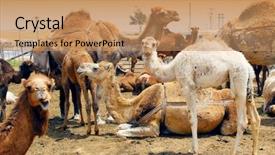  Presentation with market - Cool new PPT theme with africa middle east - camels on a market place backdrop and a coral colored foreground