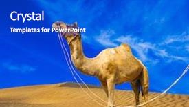  Presentation with landscape desert - Presentation theme enhanced with africa middle east - desert landscape sand camel background and a cobalt blue colored foreground