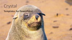  Presentation with animals zoo - PPT layouts featuring africa-namibia-namibian-nature-reserve background and a coral colored foreground