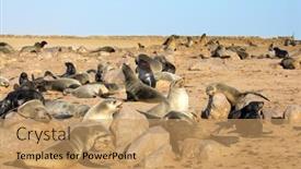  Presentation with world tourism - Beautiful PPT layouts featuring africa-namibia-namibian-nature-reserve backdrop and a coral colored foreground