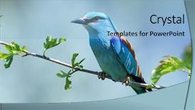  Presentation with spring - PPT theme featuring africa nature - european roller coracias garrulus background and a light blue colored foreground