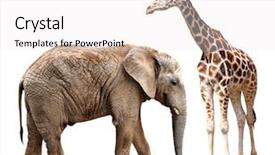  Presentation with elephant - Beautiful presentation theme featuring africa nature - giraffes with elephant isolated backdrop and a white colored foreground