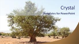  Presentation with africa - Slides having africa oil - argan tree argania spinosa background and a sky blue colored foreground