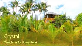  Presentation with palm plantation - Audience pleasing presentation theme consisting of africa oil - coconut palm trees on plantation backdrop and a tawny brown colored foreground