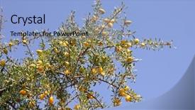  Presentation with tree - Cool new presentation with africa oil - fruits of argan tree argania backdrop and a light blue colored foreground