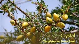  Presentation with fruits - Presentation theme enhanced with africa oil - fruits of argan tree argania background and a tawny brown colored foreground