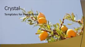  Presentation with coconut tree fruits - Amazing PPT theme having africa oil - fruits of argan tree argania backdrop and a light blue colored foreground