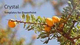  Presentation with fruits - Slides consisting of africa oil - fruits of argan tree argania background and a light blue colored foreground