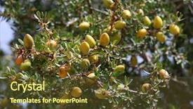  Presentation with coconut tree fruits - Beautiful presentation theme featuring africa oil - fruits of argan tree argania backdrop and a tawny brown colored foreground