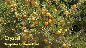  Presentation with coconut tree fruits - Cool new presentation theme with africa oil - fruits of argan tree argania backdrop and a tawny brown colored foreground