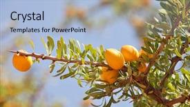  Presentation with branch - Theme consisting of africa oil - fruits of argan tree argania background and a light blue colored foreground