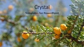  Presentation with fruits - Colorful presentation theme enhanced with africa oil - fruits of argan tree argania backdrop and a light blue colored foreground