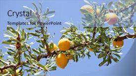  Presentation with fruits - Slides featuring africa oil - fruits of argan tree argania background and a light blue colored foreground