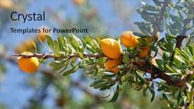  Presentation with coconut tree fruits - Cool new presentation theme with africa oil - fruits of argan tree argania backdrop and a light blue colored foreground