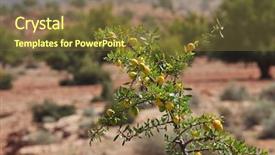  Presentation with coconut tree fruits - PPT theme consisting of africa oil - fruits of argan tree argania background and a tawny brown colored foreground
