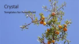  Presentation with coconut tree fruits - Slide deck with africa oil - fruits of argan tree argania background and a light blue colored foreground