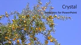  Presentation with tree - Colorful PPT theme enhanced with africa oil - fruits of argan tree argania backdrop and a light blue colored foreground