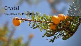  Presentation with coconut tree fruits - PPT layouts having africa oil - fruits of argan tree argania background and a light blue colored foreground