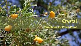  Presentation with fruits - Presentation theme consisting of africa oil - fruits of argan tree argania background and a tawny brown colored foreground