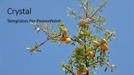  Presentation with fruits - Presentation with africa oil - fruits of argan tree argania background and a teal colored foreground