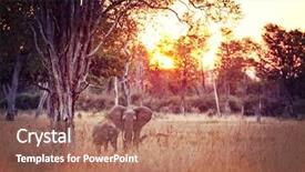  Presentation with elephant - Colorful presentation theme enhanced with africa safari - elephant at sunset in luangwa backdrop and a coral colored foreground