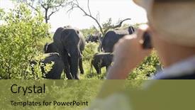  Presentation with africa safari - Slides with africa safari - rear view of a blurred background and a gold colored foreground