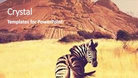  Presentation with dog cat sunset - Colorful presentation design enhanced with africa safari - zebras at sunset backdrop and a coral colored foreground