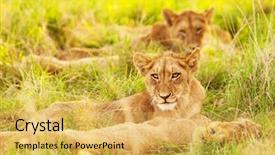  Presentation with family africa - Amazing presentation theme having africa safari kruger national park backdrop and a yellow colored foreground