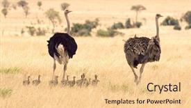  Presentation with family africa - Cool new PPT layouts with africa security - family of ostriches on savanna backdrop and a lemonade colored foreground