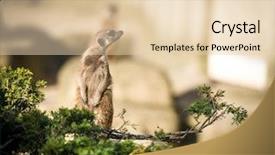  Presentation with long tailed macaque macaca fascicularis - Presentation theme with africa security - slender tailed meerkats background and a  colored foreground