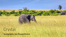  Presentation with africa tourism - Colorful presentation theme enhanced with africa-the-masai-mara-reserve backdrop and a yellow colored foreground