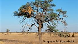  Presentation with kalahari - PPT layouts enhanced with african acacia tree with communal nest of sociable weavers philetairus socius kalahari south africa background and a coral colored foreground