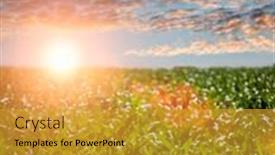  Presentation with agriculture africa - PPT layouts with african-agriculture-green-corn-field background and a gold colored foreground