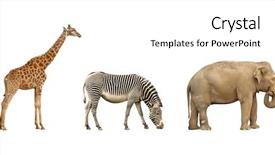 Presentation with animals zoo - Presentation theme with african animals giraffe zebra background and a white colored foreground