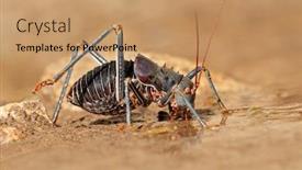  Presentation with family africa - PPT theme having african-armoured-ground-cricket-family background and a coral colored foreground