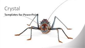  Presentation with cricket - PPT theme having african-armoured-ground-cricket-family background and a white colored foreground