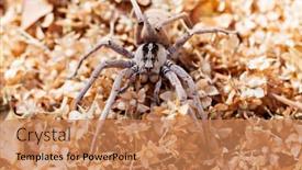  Presentation with spider - Cool new slide set with african baboon spider crawling backdrop and a coral colored foreground