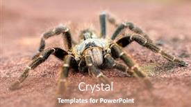  Presentation with spider - Presentation enhanced with african-baboon-spider-crawling background and a coral colored foreground