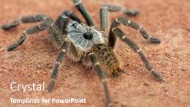  Presentation with spider - Slide deck having african-baboon-spider-crawling background and a coral colored foreground