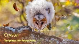 Presentation with sun - Slide deck having african-baby-owl-warming background and a tawny brown colored foreground