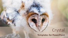  Presentation with sun - PPT layouts consisting of african-baby-owl-warming background and a mint green colored foreground