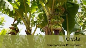  Presentation with banana tree - Theme featuring african banana tree with banana background and a gold colored foreground