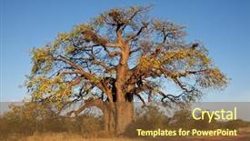  Presentation with savanna - Slides having african baobab tree adansonia digitata background and a tawny brown colored foreground